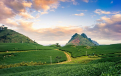 Moc Chau: The Peaceful Beauty Amid Endless Mustard Flower Fields and Tea Hills