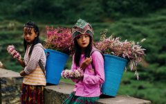 Discover Ha Giang at Year’s End – Cloud Hunting, Early Peach Blossoms & Peak Check-ins