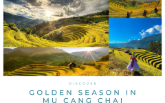 Discover the Golden Season in Mu Cang Chai