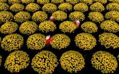 Mekong Delta Travel During Tet: Floating Markets, Flower Villages and a Simple Spring Atmosphere