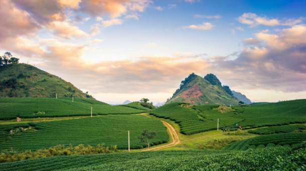 Moc Chau: The Peaceful Beauty Amid Endless Mustard Flower Fields and Tea Hills