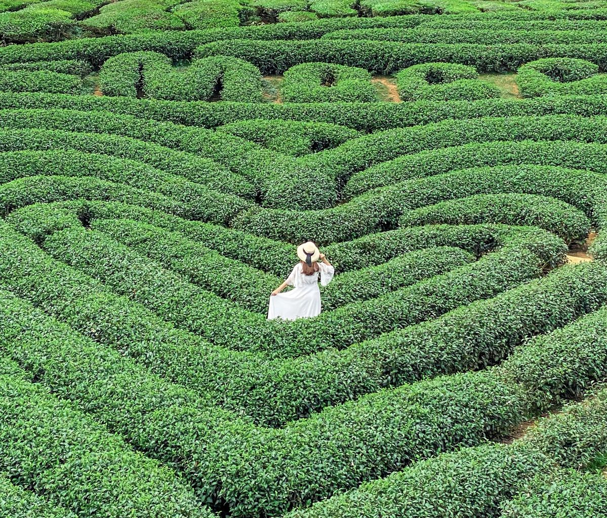  Green Tea Hills – A Refreshing Retreat for Nature Lovers