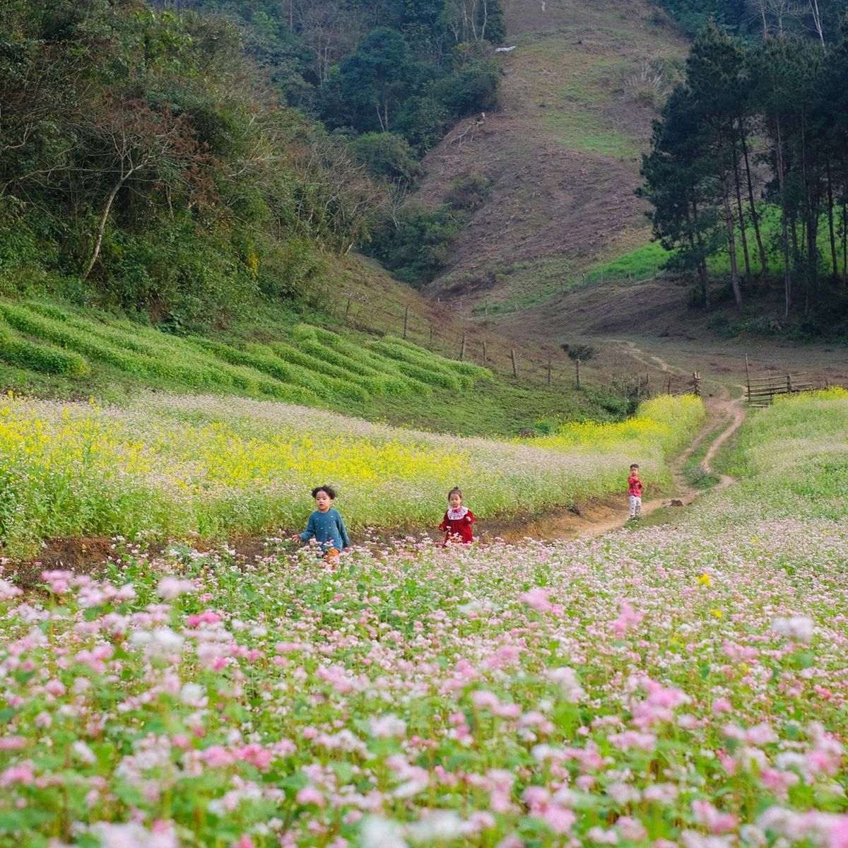 Best Time to Visit Moc Chau