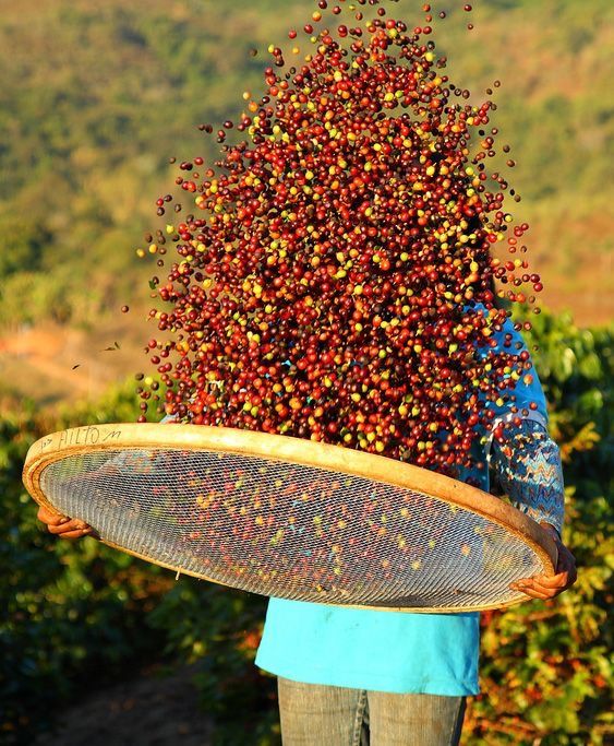 Coffee Flower Season in Buon Ma Thuot – A Stunning White Bloom of Vietnam