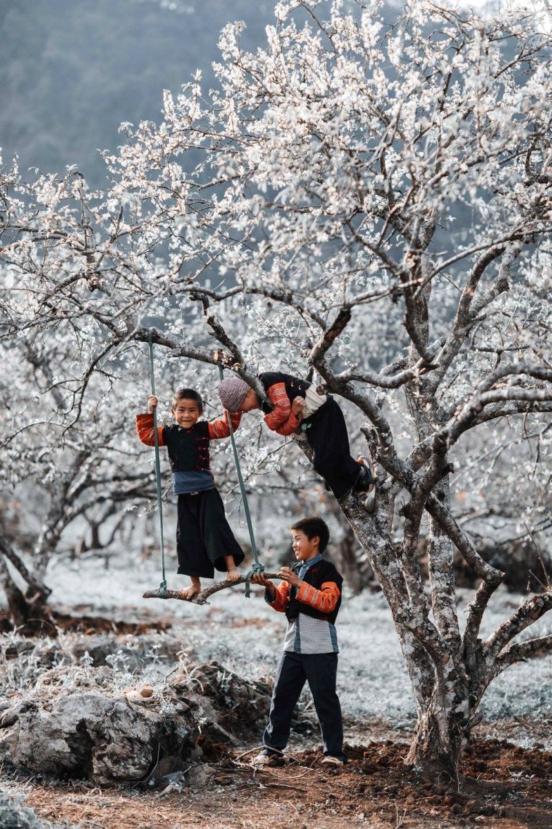 Capture the Beauty of Early Peach Blossoms