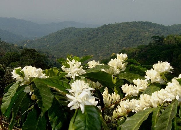 The Beauty of Coffee Flowers