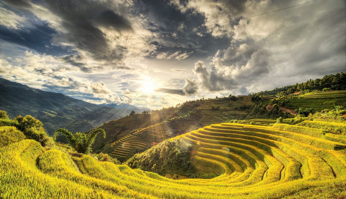 extensive terraced rice fields