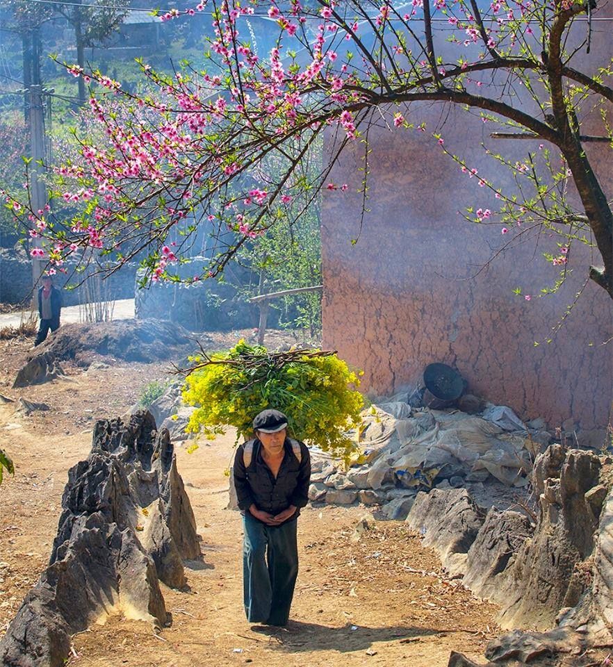 Early Peach Blossoms: A Gentle Symbol of Northern Spring